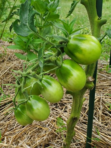 Vine ripened