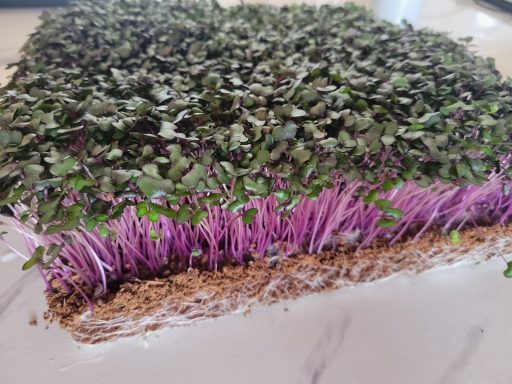 Red Cabbage Microgreens