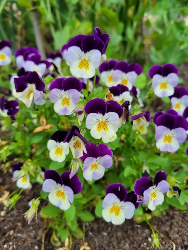 Violas