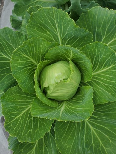 Cabbage