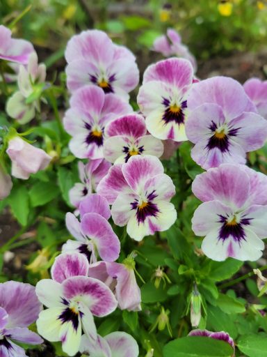 Violas