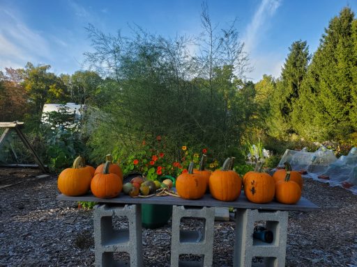 Pumpkin patch