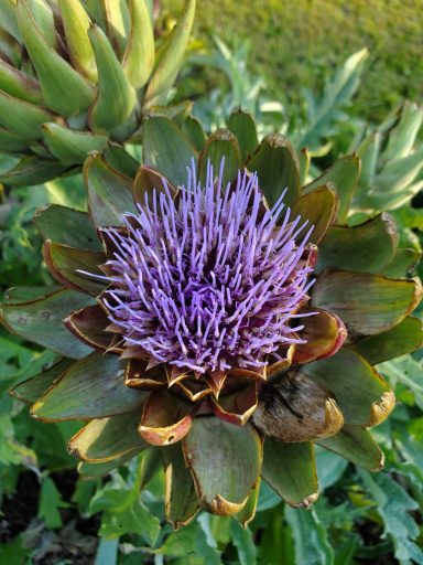Artichoke flowers