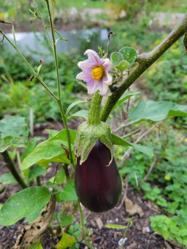 Eggplant