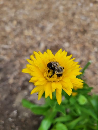 Bee