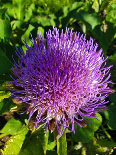 Artichoke flower