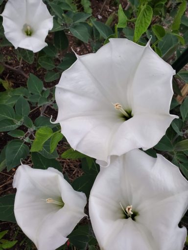 Moonflowers