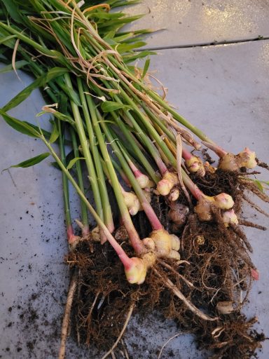 Ginger root