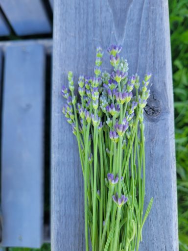 Lavender