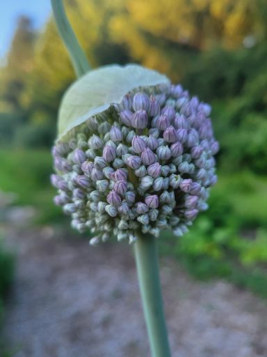 Onion flowers